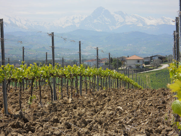 Mazzarosa, Trebbiano d'Abruzzo Superiore DOC- Private: $25.99/BTL - License: $22.41/BTL