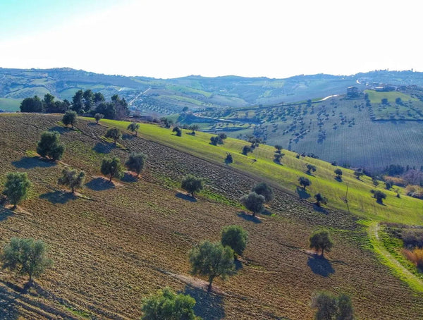 Mazzarosa, Trebbiano d'Abruzzo Superiore DOC- Private: $25.99/BTL - License: $22.41/BTL