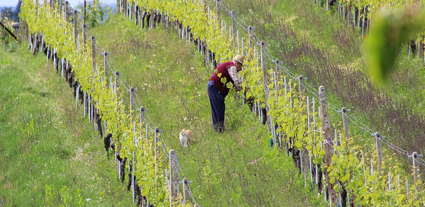 Massimo Penna "Jai" Langhe Arneis DOC- License: 31.02/BTL Private: $36.80/BTL