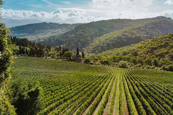 Montecchio Chianti Classico DOCG- Private: $29.57/BTL - License: $25.44/BTL