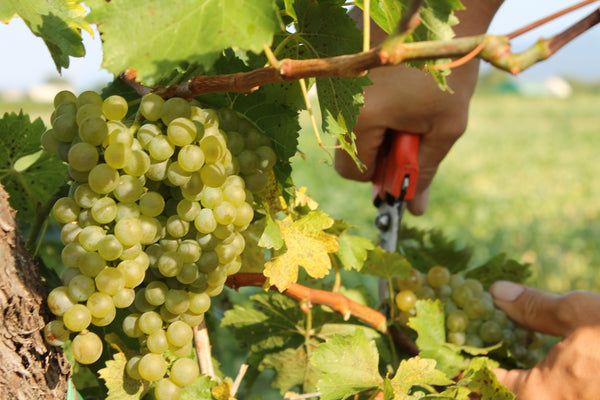 Cozzarolo Merlot Riserva DOC Friuli Colli Orientali- Private: $31.89/BTL - License: $26.88/BTL