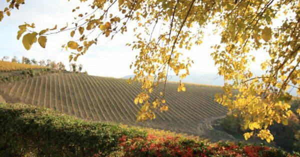 Montecchio Primum Chianti Classico Riserva DOCG - Private: $47.18/BTL - License: $42.4/BTL