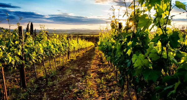 SanCarlo Brunello Di Montalcino DOCG- Private: $94.2/BTL - License: $81.92/BTL