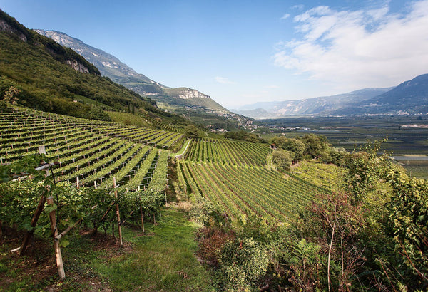 Tenutta Scuotta Fiano di Avellino DOCG - Private: $30.00/BTL - License: $25.71/BTL